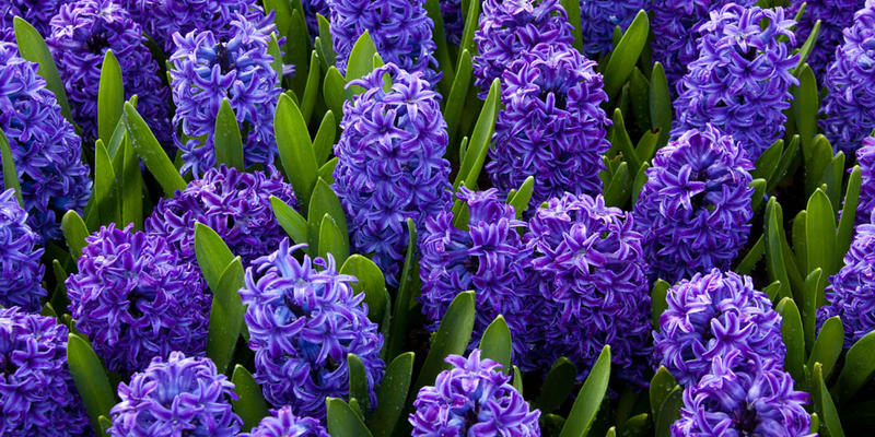 BLUE HYACINTHS