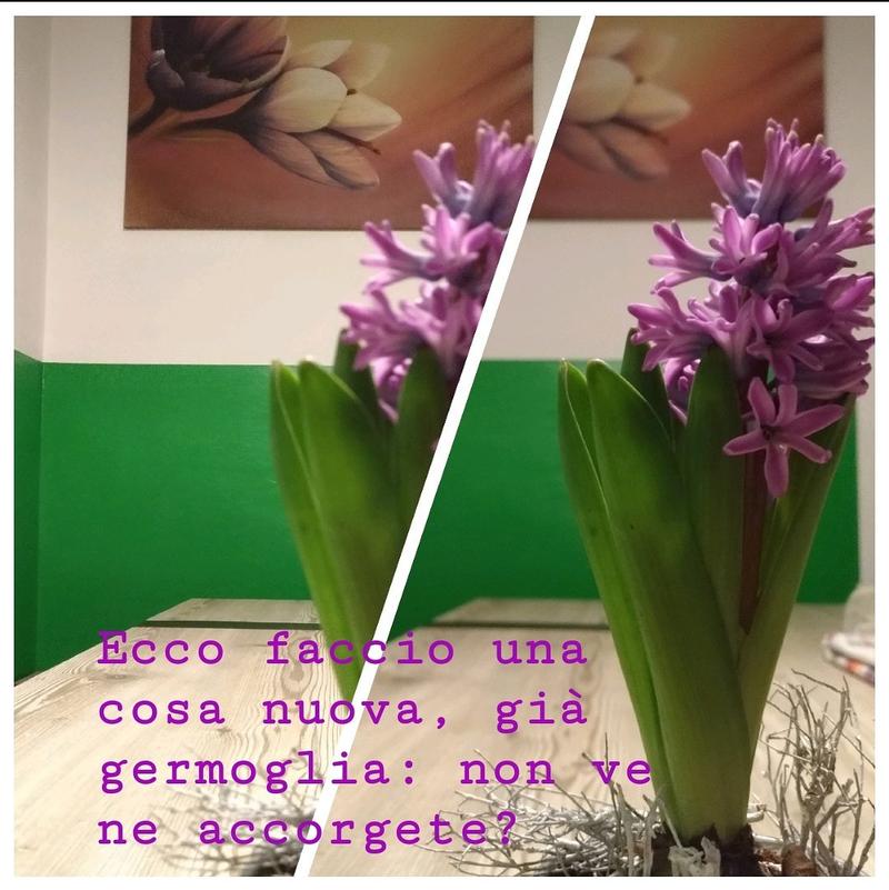 FIORI, GIUDITTA, BOSCAGLI