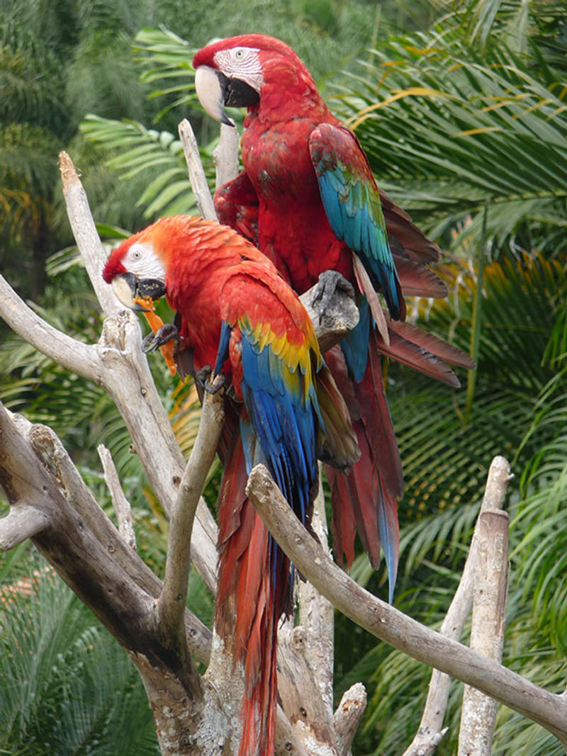 GUACAMAYA