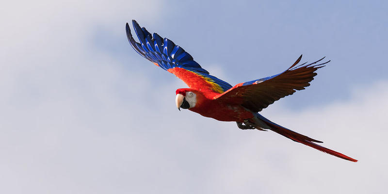 GUACAMAYA