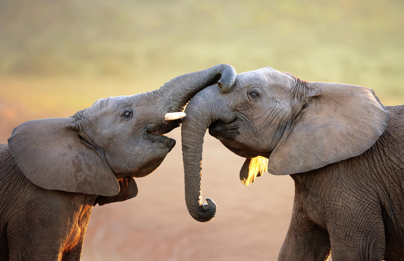 ELEPHANT TOUCHING