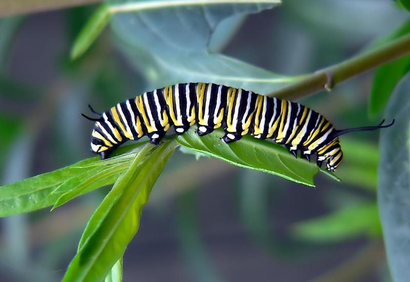 CATERPILLAR