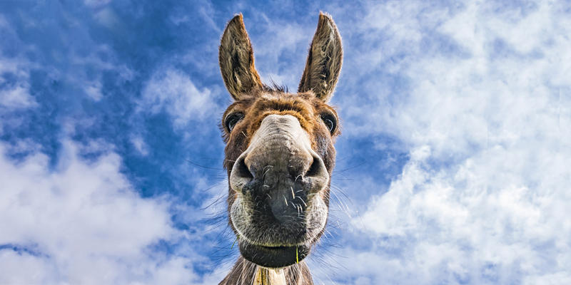 DONKEY,FACE