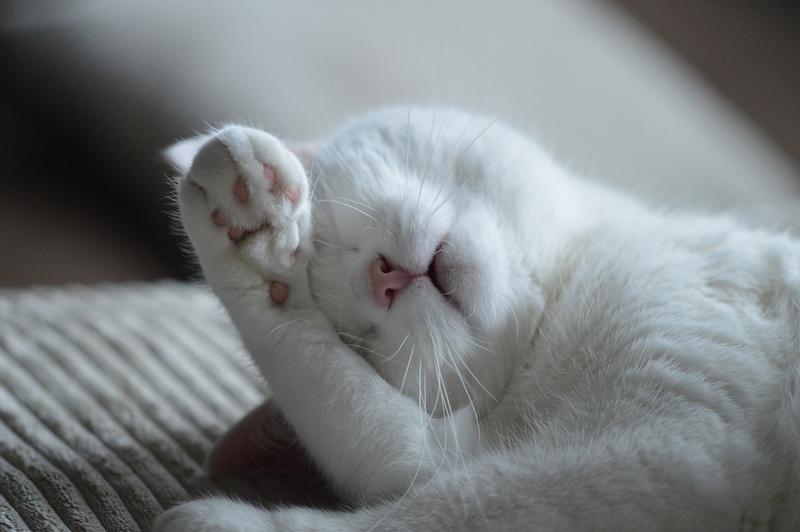 WEB 2-CAT-WHITE-PAW-LAZY-PIXABAY