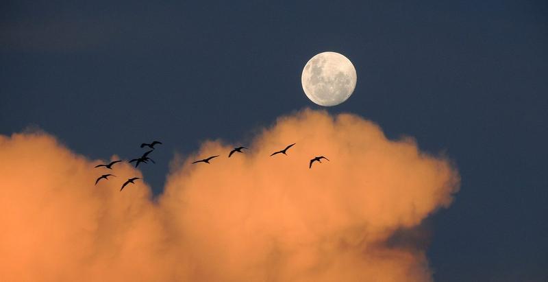 MOON; LUNE