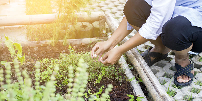 HERB GARDEN