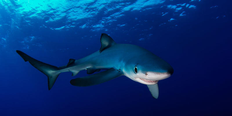 BLUE SHARK