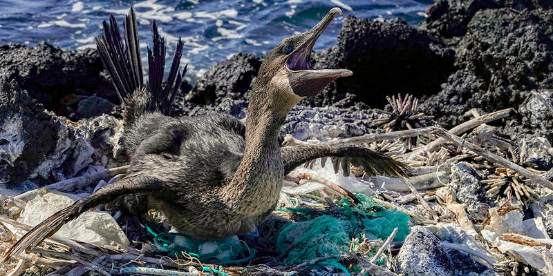 GALAPAGOS