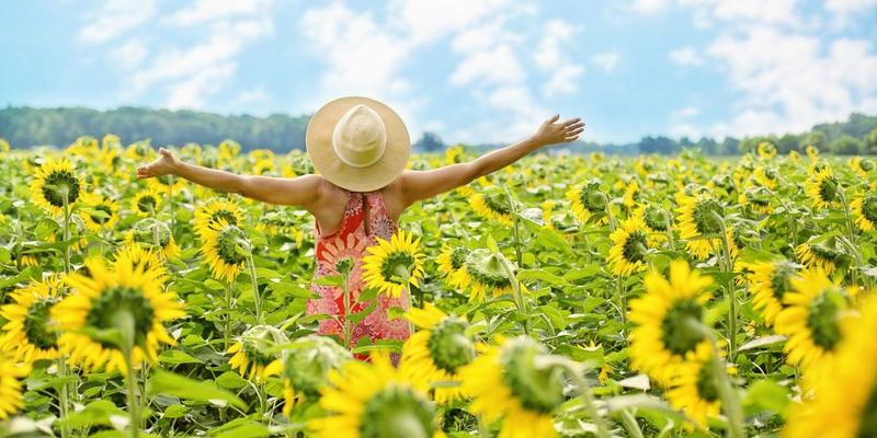 WEB 3 SUNFLOWERS