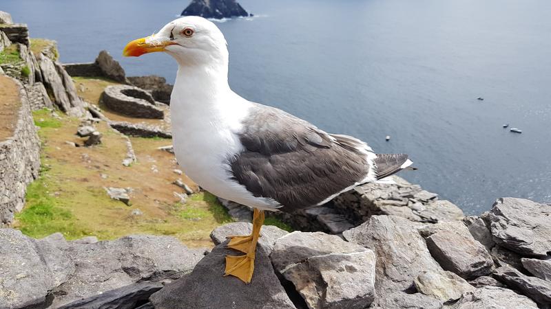 SKELLIG;ISLAND;TRAVEL;STAR;WARS;SEA;KS01;KS072319A - Aleteia Polska WYSPA SKELLIG