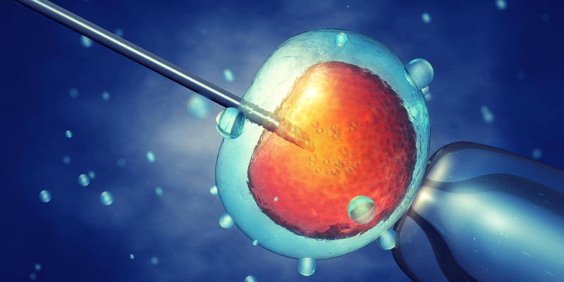 In vitro fertilisation