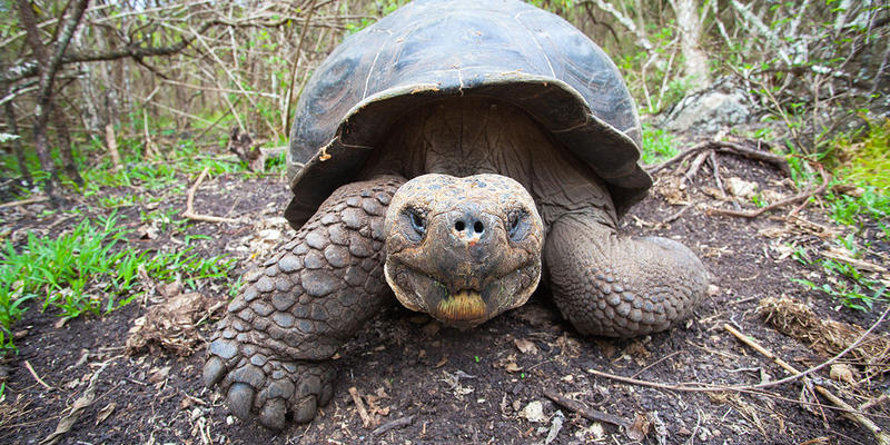 GALAPAGOS