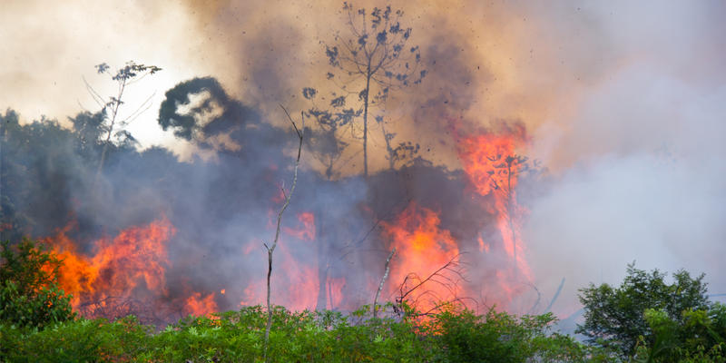 Forêt amazonienne.