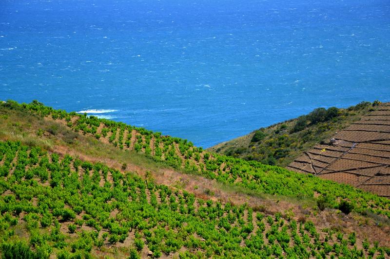 web2-vignes-vin-banyuls-flickr-17538282023_d12b353095_o.jpg