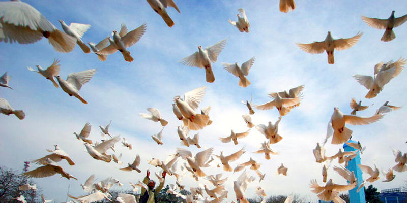 DOVES