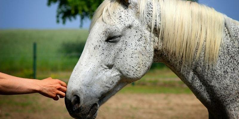 HORSE-THERAPY