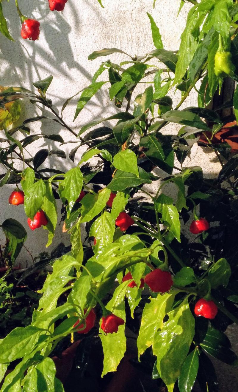 PIMIENTOS