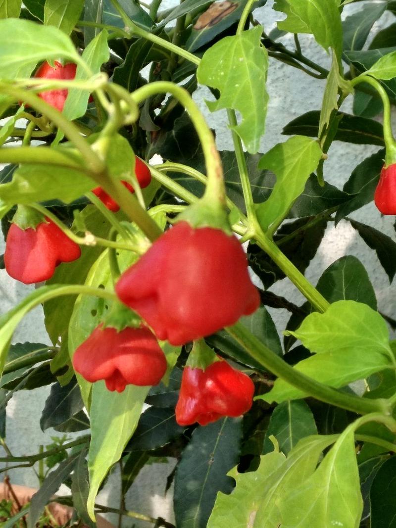 PIMIENTOS