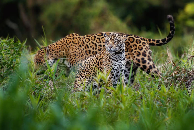 JAGUAR