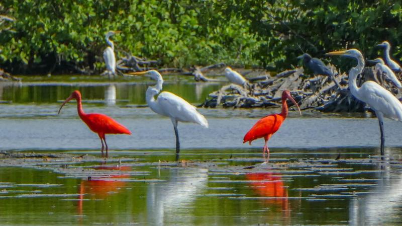 SURINAM