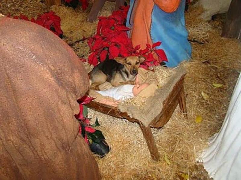 Cãozinho no presépio