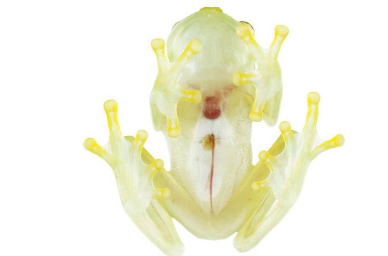 FROG
