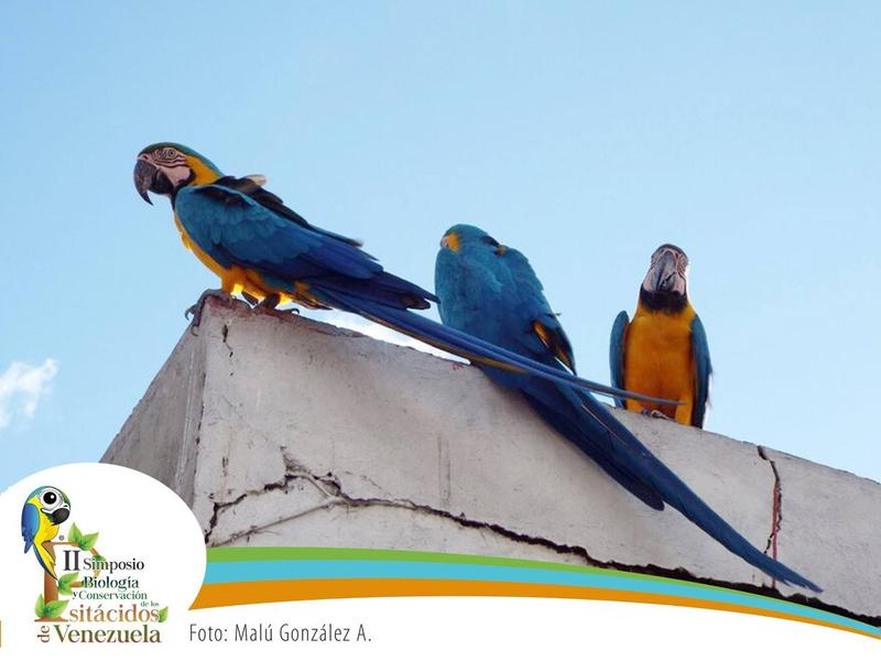 GUACAMAYAS