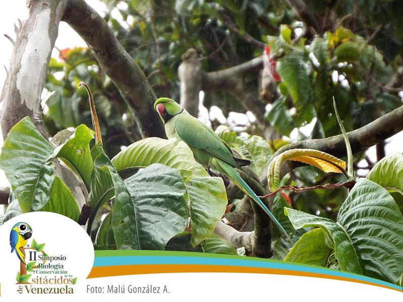 GUACAMAYAS
