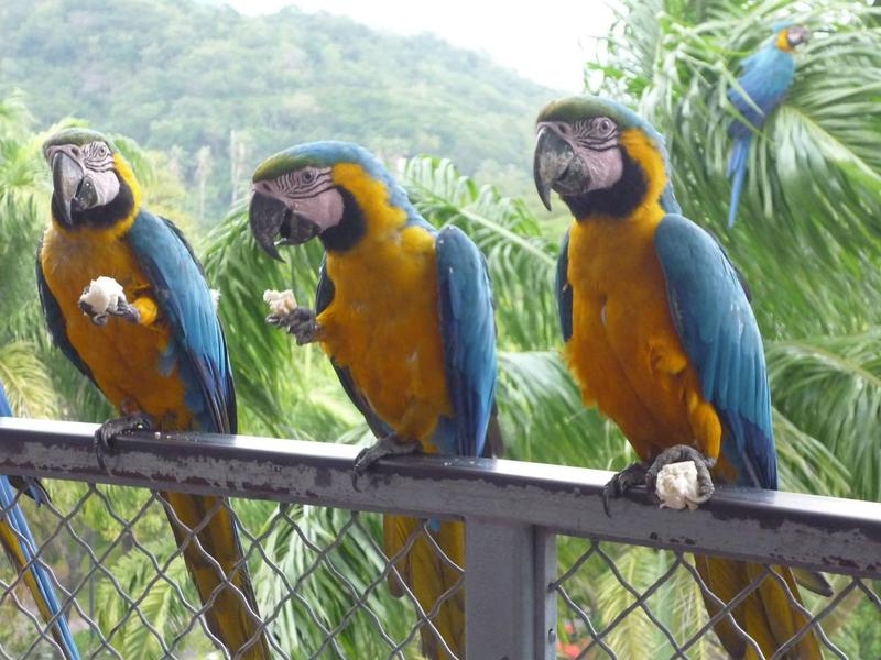 GUACAMAYAS