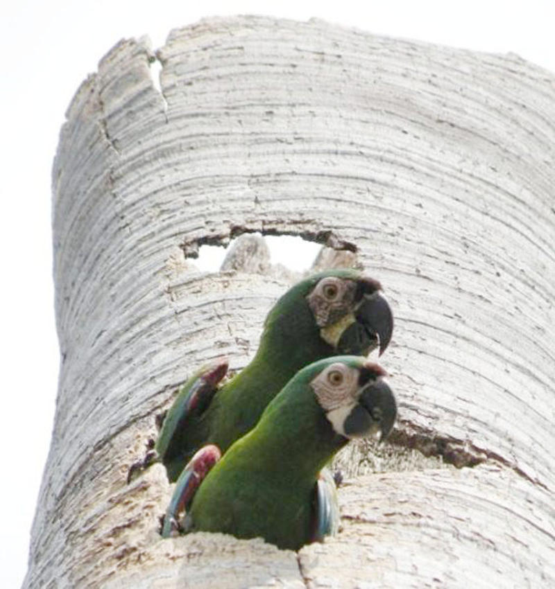 GUACAMAYAS