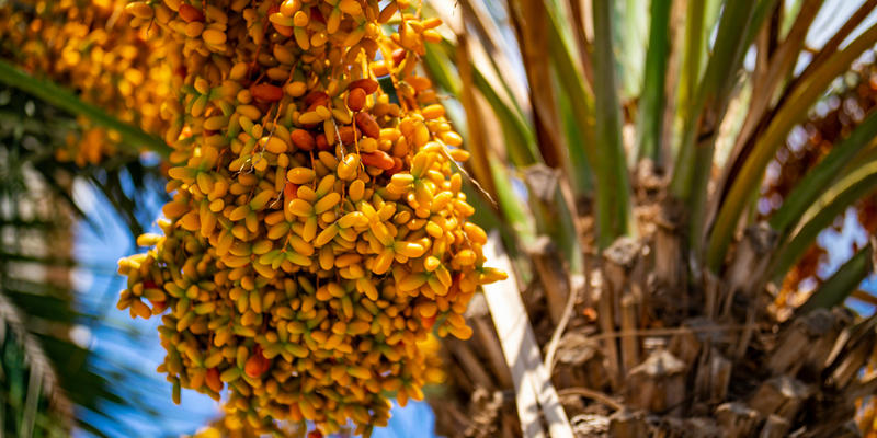 DATE PALM