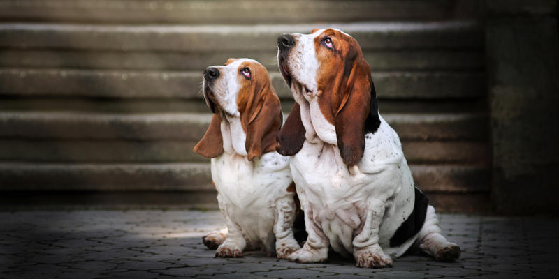 Dog, Animal