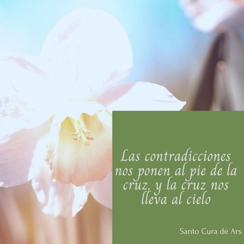 NARCISSUS