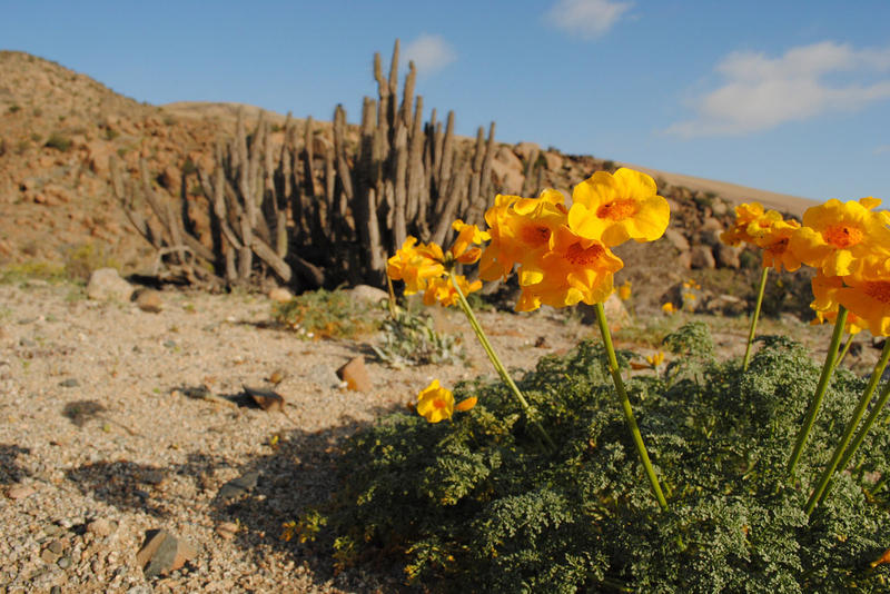 WEB-FLOWERS-ATACAMA-DESERT-2-Joselyn Anfossi Mardones-CC