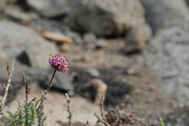 WEB-FLOWERS-ATACAMA-DESERT-3-Joselyn Anfossi Mardones-CC