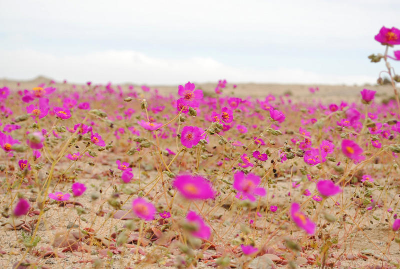WEB-FLOWERS-ATACAMA-DESERT-4-Joselyn Anfossi Mardones-cc
