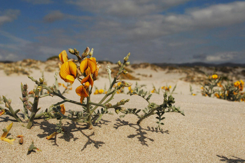 WEB-FLOWERS-ATACAMA-DESERT-5-Joselyn Anfossi Mardones-cc
