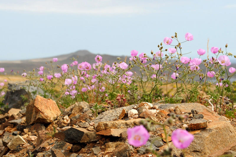 WEB-FLOWERS-ATACAMA-DESERT-6-Joselyn Anfossi Mardones-cc