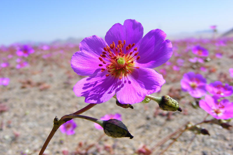 WEB-FLOWERS-ATACAMA-DESERT-Adiction [Camila Gallo G.]