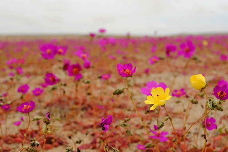 WEB-FLOWERS-ATACAMA-DESERT-Joselyn Anfossi Mardones-CC