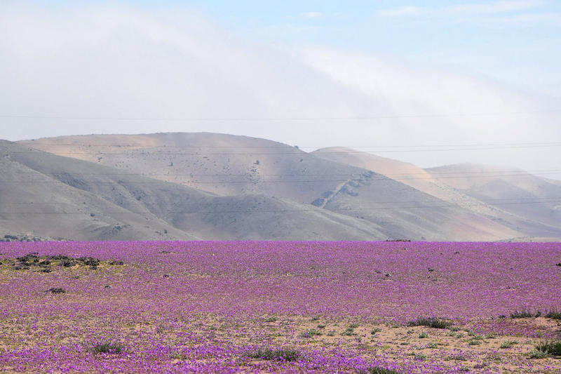 WEB-FLOWERS-ATACAMA-DESERT-Juan Benavente Baghetti-cc