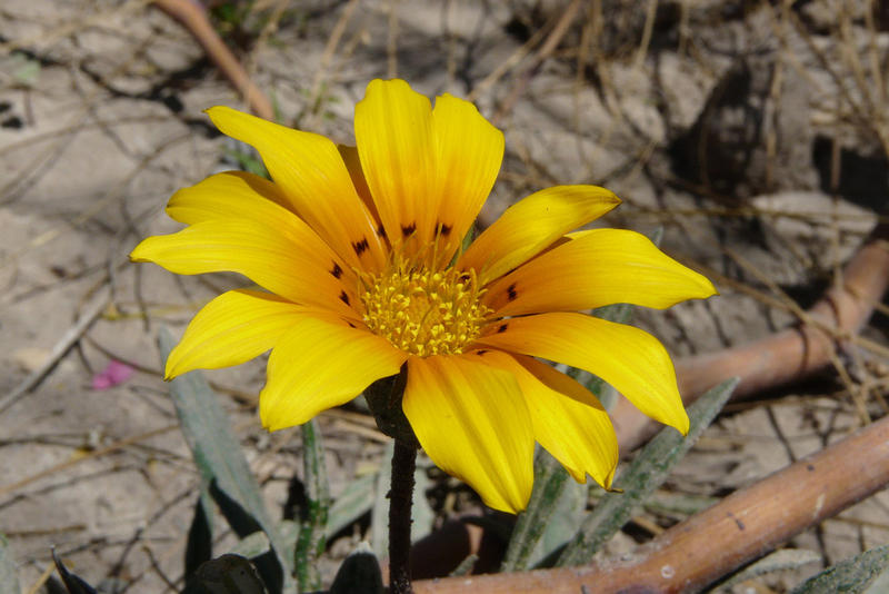 WEB-FLOWERS-ATACAMA-DESERT-Pamela Reyes-CC