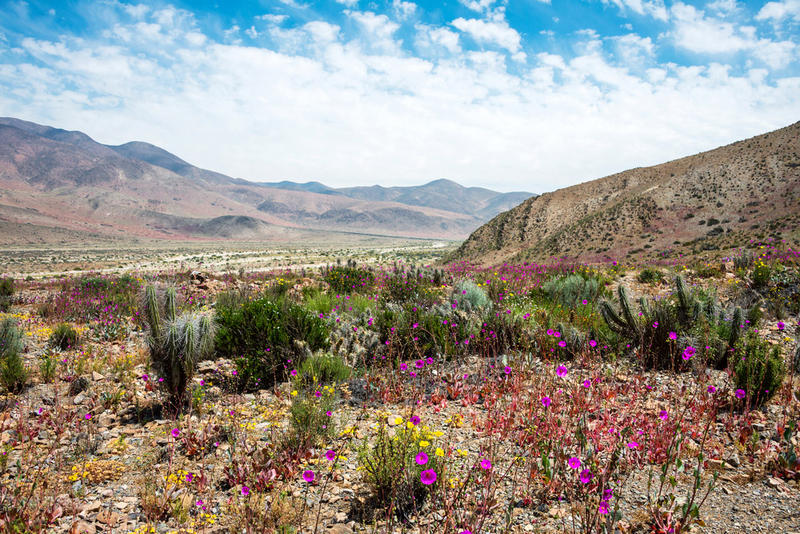 WEB-FLOWERS-ATACAMA-DESERT-shutterstock_332248637-Ksenia Ragozina-AI
