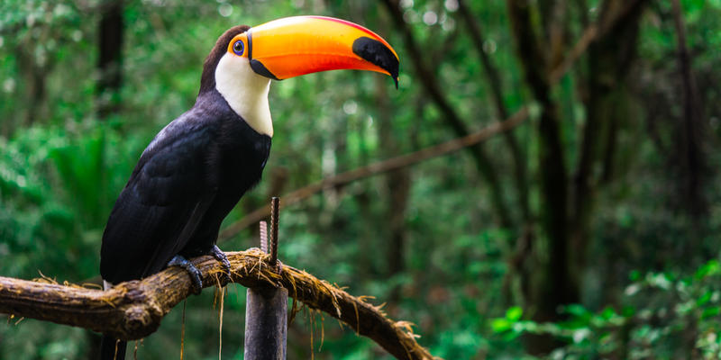 TUCANO, BIRD, JUNGLE