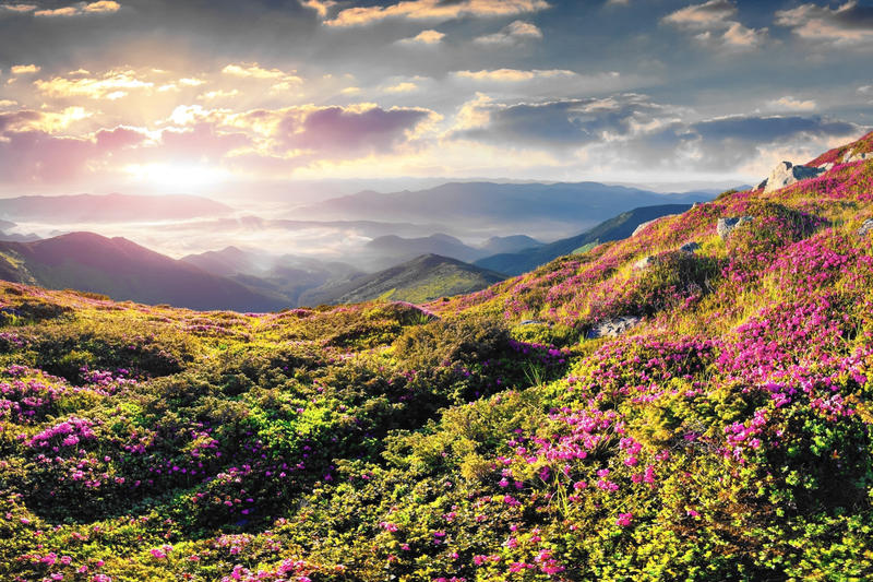 Mountaintop view with colorful flowers and sunrise