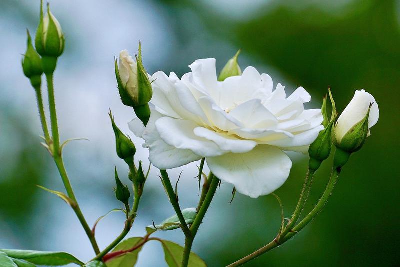 ROSE WHITE