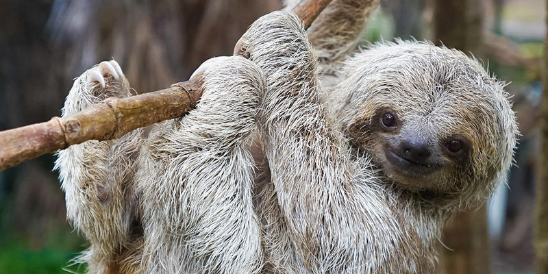 SLOTH