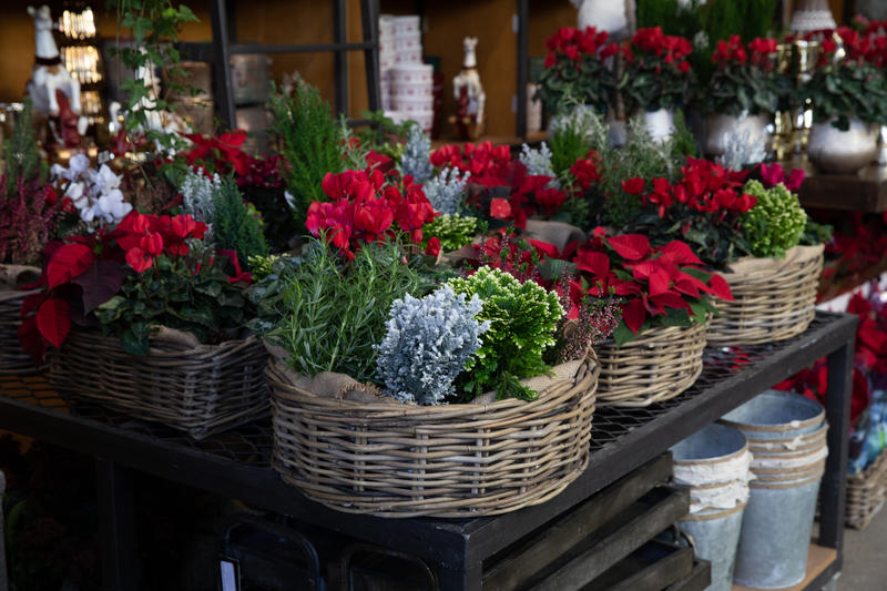Christmas flowers
