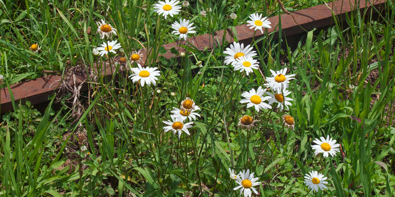 DAISIES,
