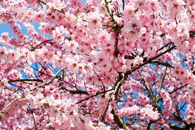 ceriser en fleurs
